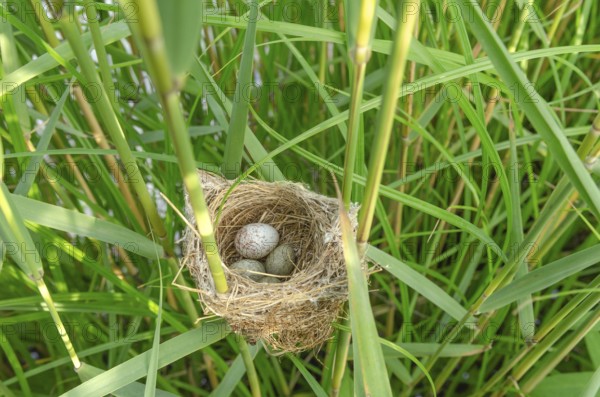Nest of Common Reed Warbler (Acrocephalus scirpaceus) with an egg of Common Cuckoo (Cuculus canorus) . Bas-Rhin, Alsace, Grand Est, France