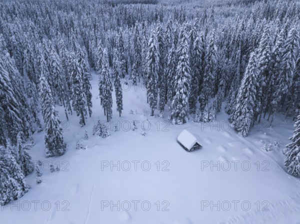 Snow covered winter forest landscape aerial view with pines and mountains in the background. Cold morning sunrise with alpenglow