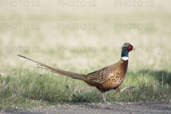 Male bird of a common pheasant, Phasianus colchicus