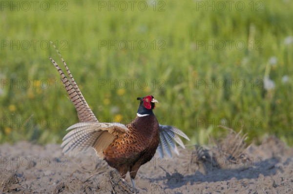 Male pheasant (Phasianus colchicus)