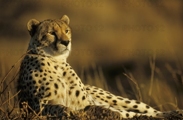 Cheetah (Acinonyx jubatus)