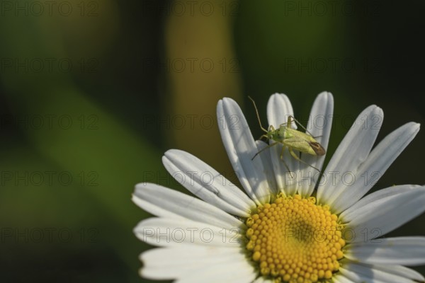 Green shield bug (Palomena prasina)