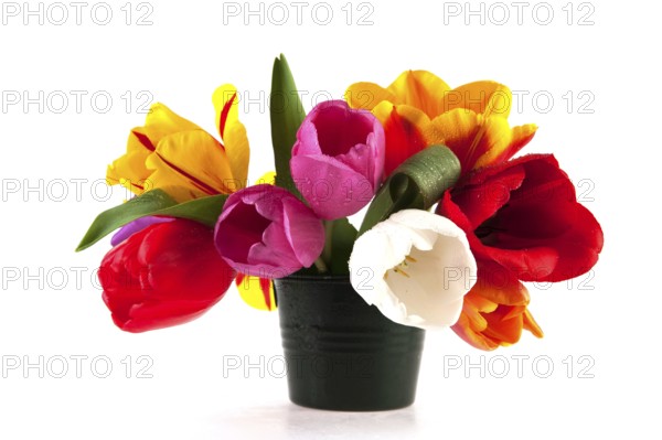 Colorful Dutch tulips in many different colors isolated over white