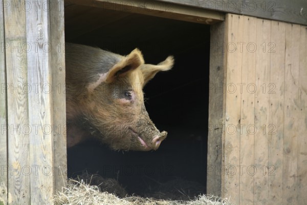 Acorn pig