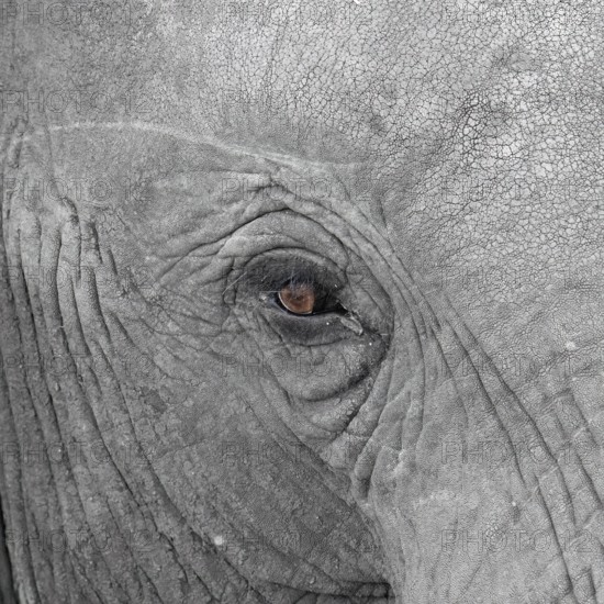 Elephantidae, detail, Kruger National Park, South Africa