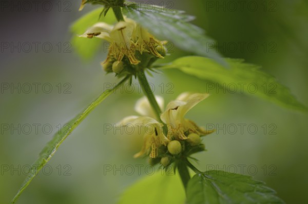Lamium galeobdolon (Lamium galeobdolon)