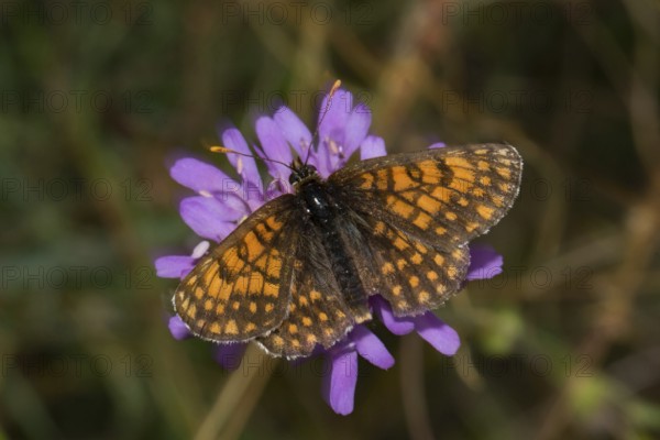 Quail Wheat Fritillary, Common Fritillary (Melitaea athalia)