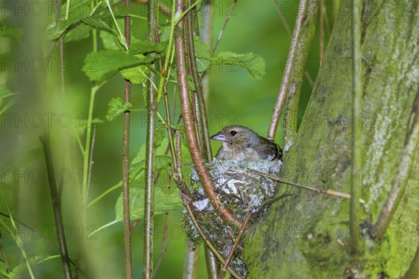 Chaffinch - breeding female (Fringilla coelebs)