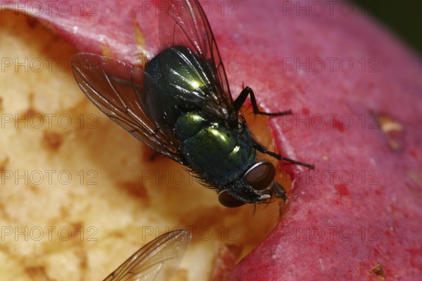 Emperor gold fly (Lucilia sericata)