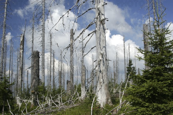 Forest dieback on the Lusen