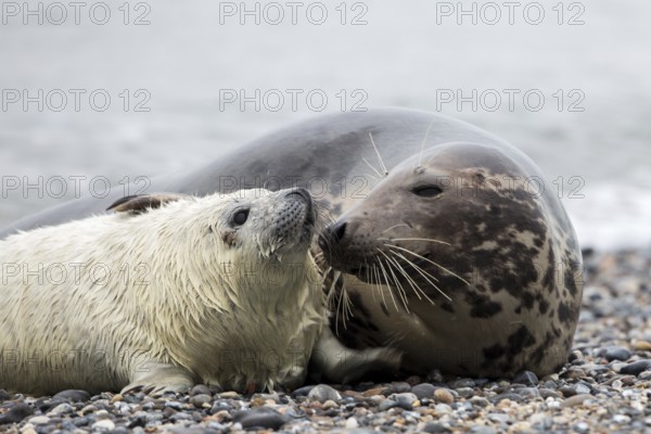 Grey seal (Halichoerus grypus)