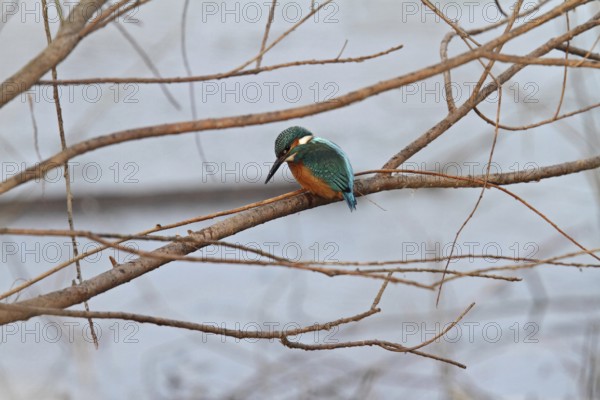 Kingfisher (Alcedo atthis)
