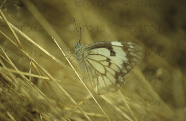 Kenya white butterfly (Pieridae)