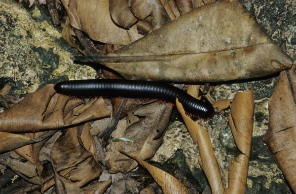 African millipede (Diplopoda)