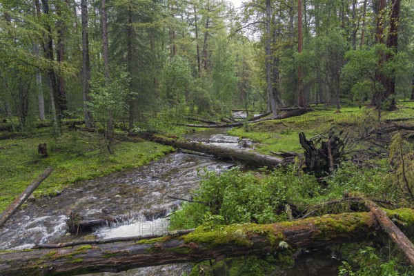 Beautiful transparent creek in the Siberian taiga. Buryatia, Russia