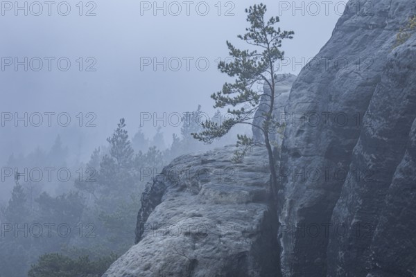 Foggy atmosphere on the Gamrig near Rathen in Saxon Switzerland, Rathen, Saxony, Germany