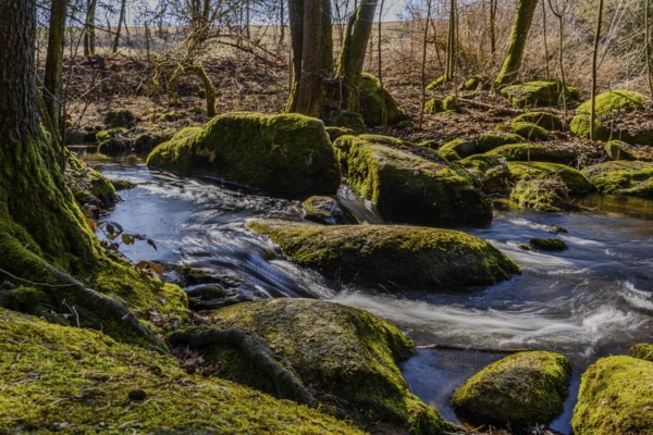 A babbling brook surrounded by mossy stones and trees in nature, Höllbachtal, Upper Palatinate