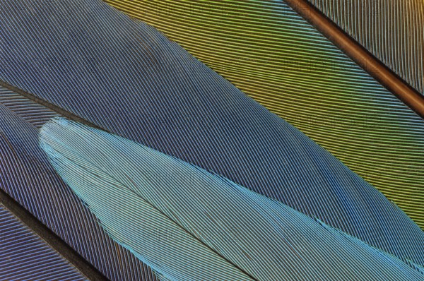 Detail of parrot feathers with bright colors