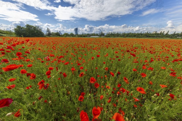 Poppy field with skyline, Frankfurt, Hesse, Germany