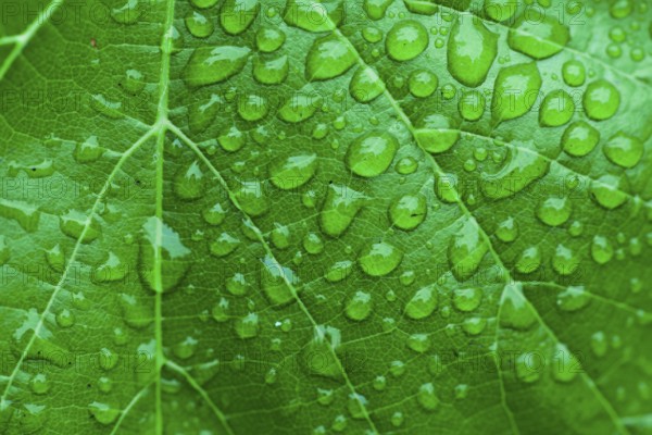 Green leaf and dew. Close up dew background
