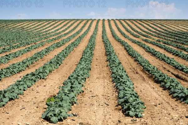 Cabbage plantation. Cabbage arranged in rows, clean soil