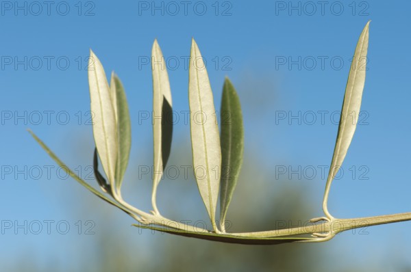 Olive branch without olives. Blue sky background