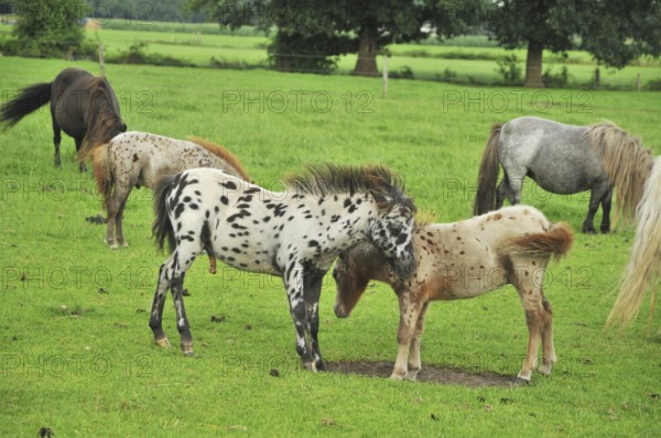 Flock of American mini horses
