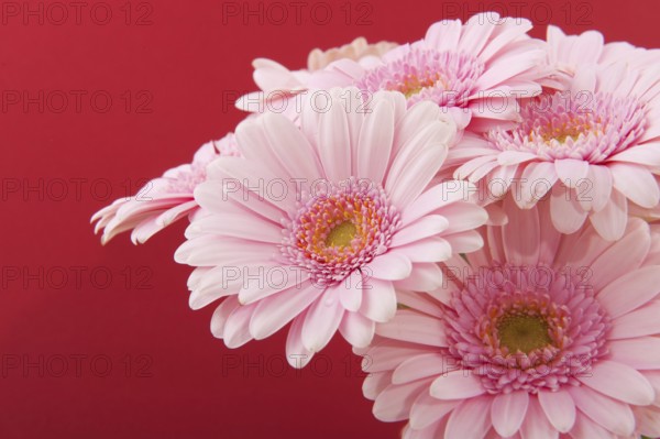 Bouquet pink gerber isolated over red background