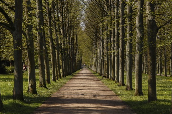 A photograph of an alley of linden trees in the French Garden, Franzoesischer Garten, in Celle, Germany