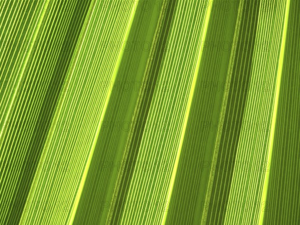Macro of tropical palm leaf