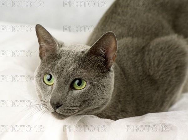 RUSSIAN, BLUE, RUSSIAN, LYING, ATTENTIVE