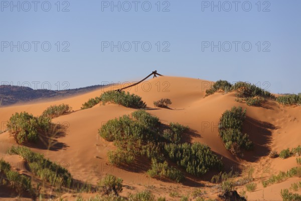Reserve Coral Pink sand dunes in the U.S.. Soft pink sand dunes and shrubs hardy