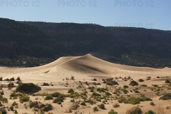 Reserve Coral Pink sand dunes in the U.S.. Low bushes prominently stand out against a pink-orange sand