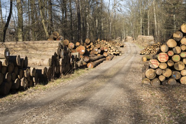 Forestry after Cyclone Friederike, near Oberweser, Weser Uplands, Weserbergland, Hesse, Germany