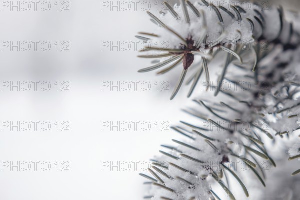 Winter tree background