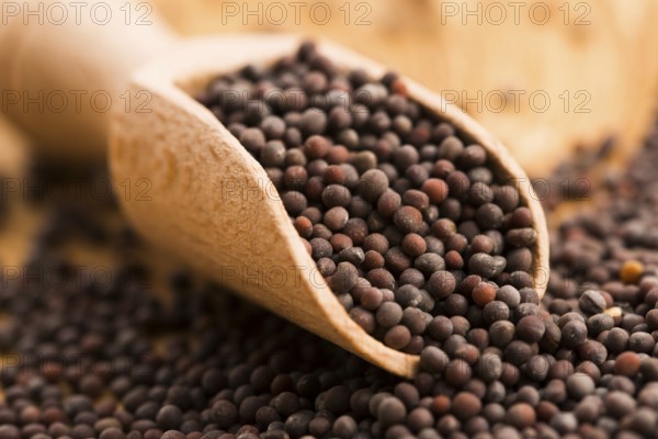 Brown mustard seeds