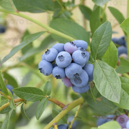 Blueberry (Vaccinium corymbosum 'Patriot'), Bundessorteamt, Marquardt testing centre, Marquardt, Brandenburg, Germany
