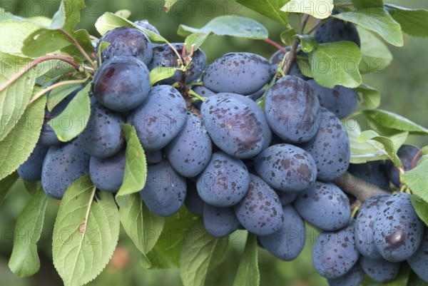Plum (Prunus domestica 'Jojo'), Bundessortenamt Prüfstelle Marquardt, Marquardt, 81