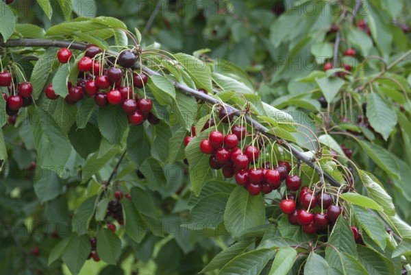 Sweet cherry (Prunus avium 'Bianca'), Bundessorteamt, Marquardt testing centre, Marquardt, 81