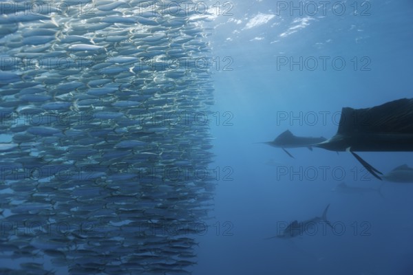 Atlantic grouper hunting sardines, Istiophorus albicans, Isla Mujeres, Yucatan Peninsula, Caribbean, Mexico