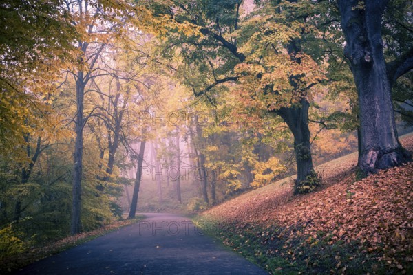 Old park in fall. Germany