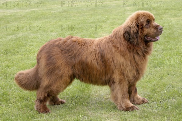 The portrait of Newfoundland brown dog in the garden