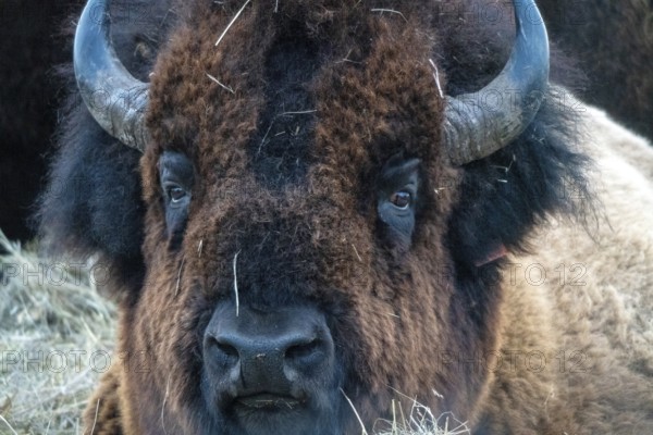 Close Up Bison Buffalo in Saskatchewan Canada
