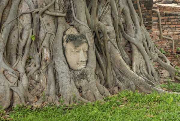 A picture of the famous Buddha face in dodhi tree roots at the Wat Mahathat Temple