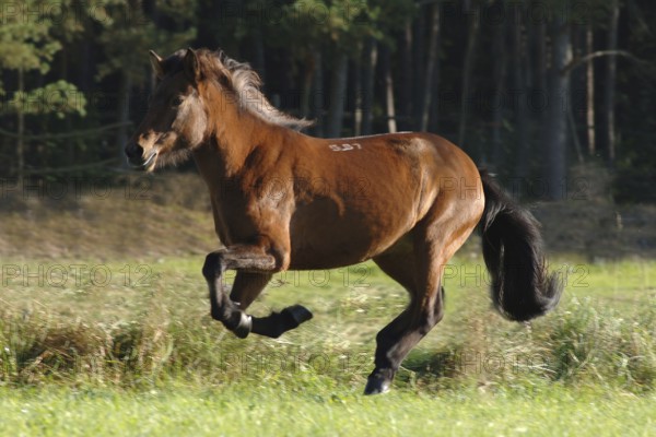 Icelandic horse at a gallop