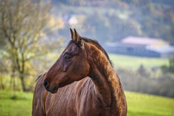 A view of a beautiful horse in nature in the background a pasture