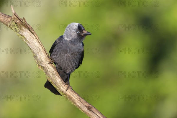 Western jackdaw (Corvus monedula), Choucas des tours, Grajilla Común, Grajilla, Texel, Tiszaalp-r, Kiskuns-gi National Park, Noordholland, Holland