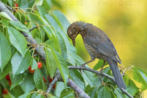 Blackbird (Turdus merula), one, individual, biotope, habitat, perch, garden, Neuhofen, Rhineland-Palatinate, Federal Republic of Germany