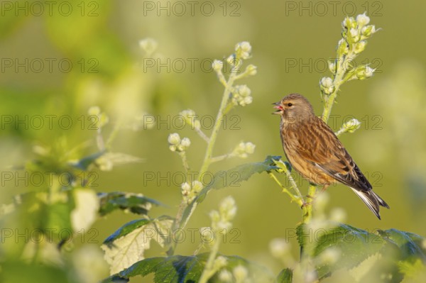 Linnet, Common Linnet, Eurasian Linnet, (Carduelis cannabin), (Acanthis cannabina), Linotte mÈlodieuse, Pardillo Com?n