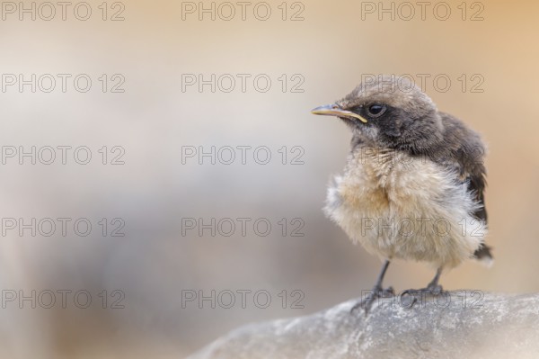 Arabian wheatear, Arabian wheatear, (Oenanthe lugentoide, Middle East, Oman, female, Jabal Samhan, Salalah, Dhofar, Oman